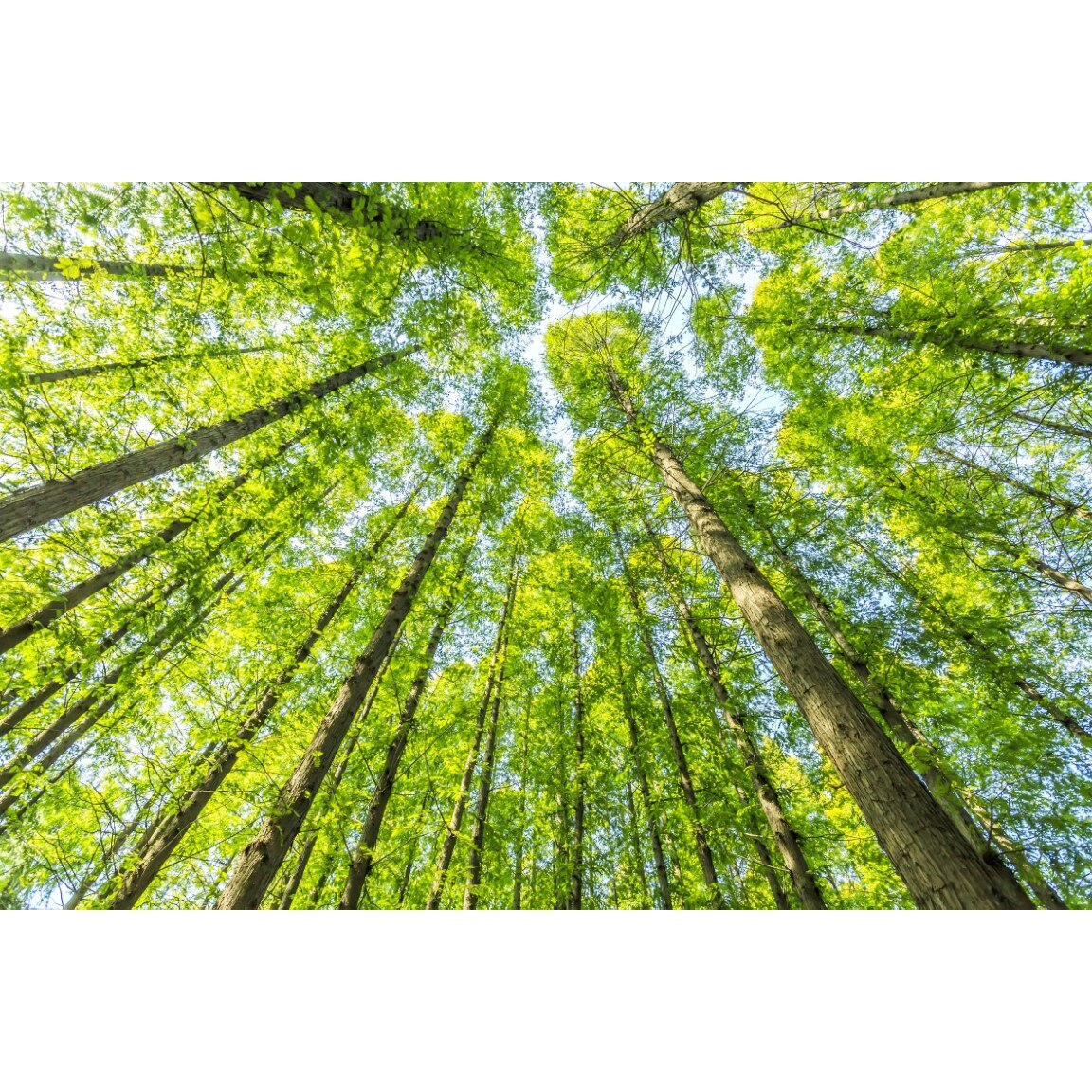 Tablou canvas Padure12, 75 x 50 cm