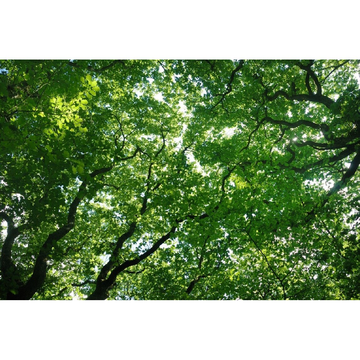 Tablou canvas Padure42, 60 x 40 cm