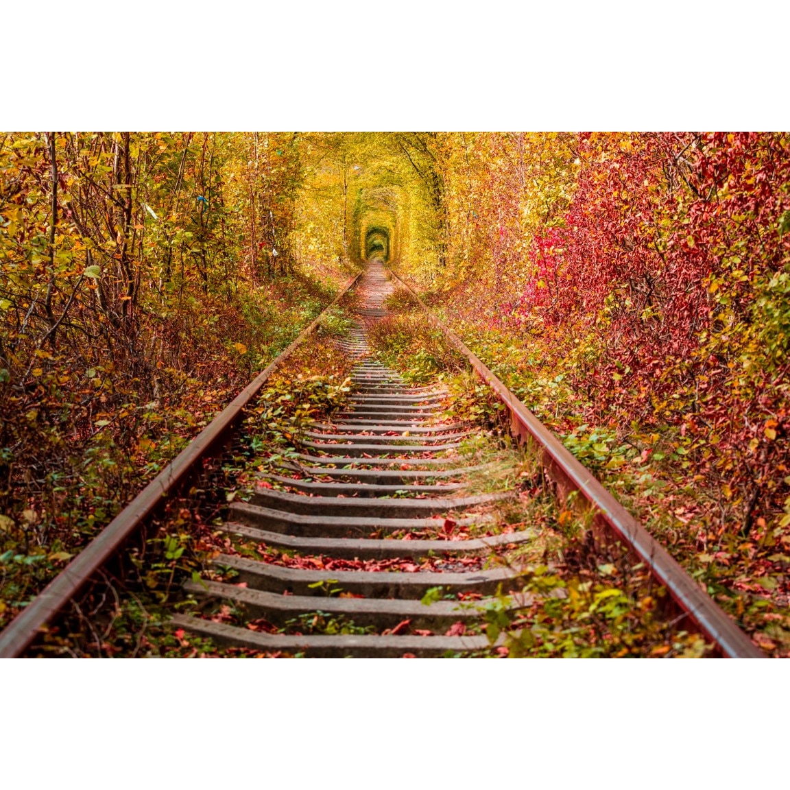 Tablou canvas Padure11, 105 x 70 cm