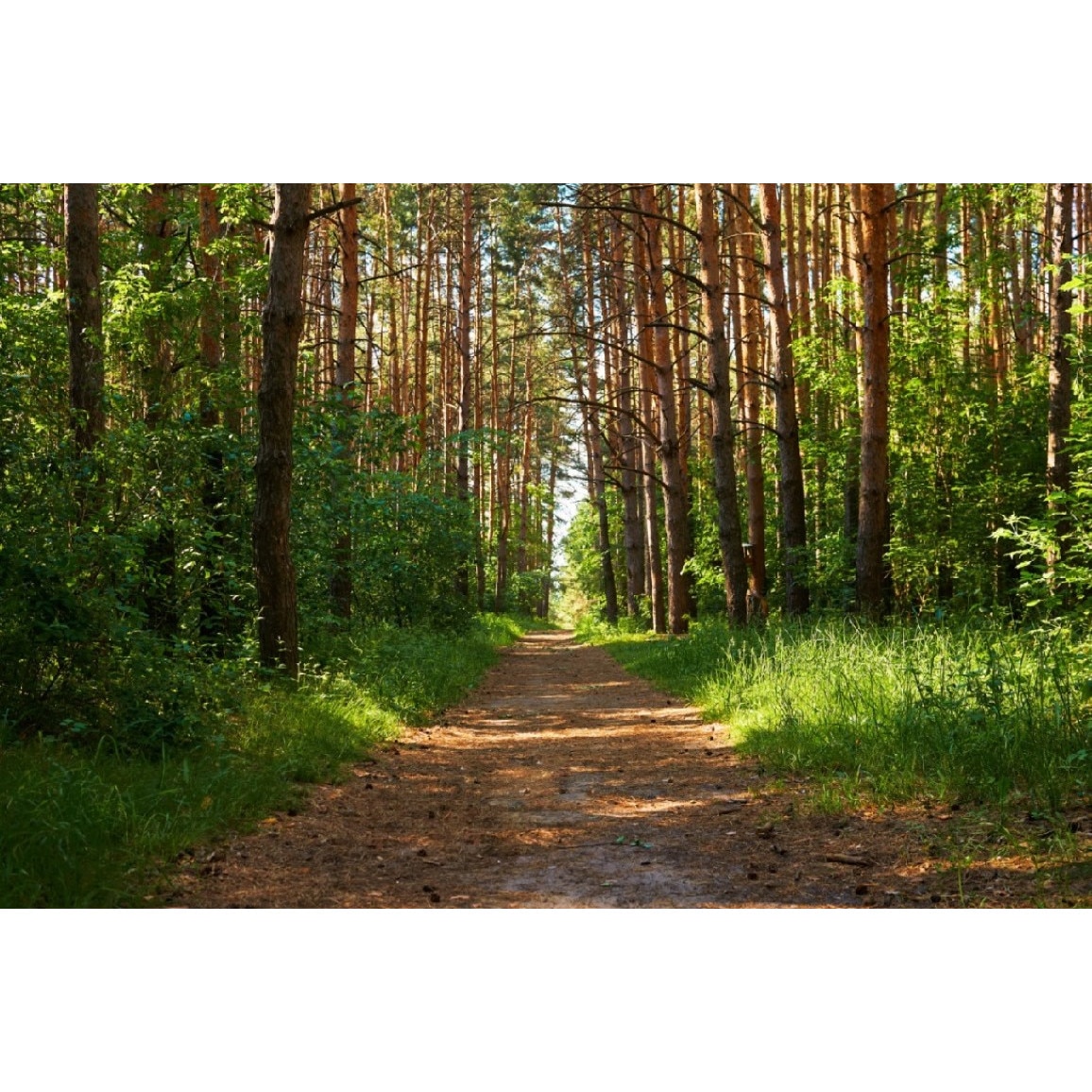 Tablou canvas Padure40, 75 x 50 cm