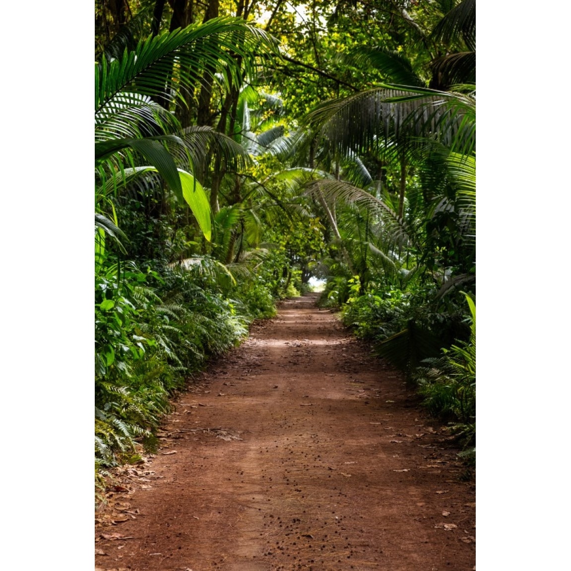 Tablou canvas Padure50, 70 x 105 cm