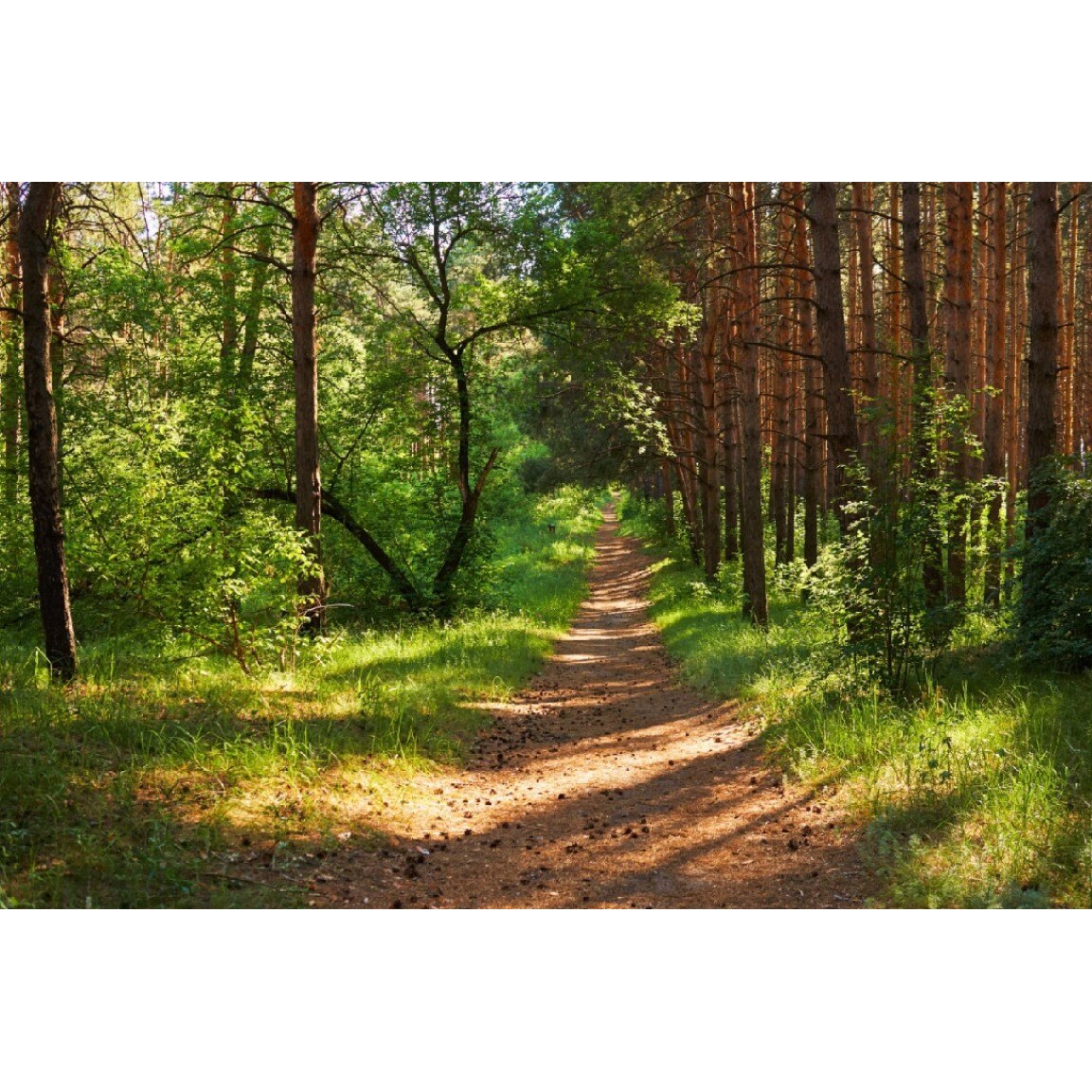 Tablou canvas Padure38, 75 x 50 cm