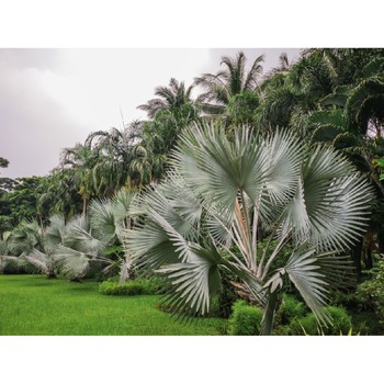 Tablou canvas Padure46, 60 x 40 cm Tablou canvas Padure46, 60 x 40 cm