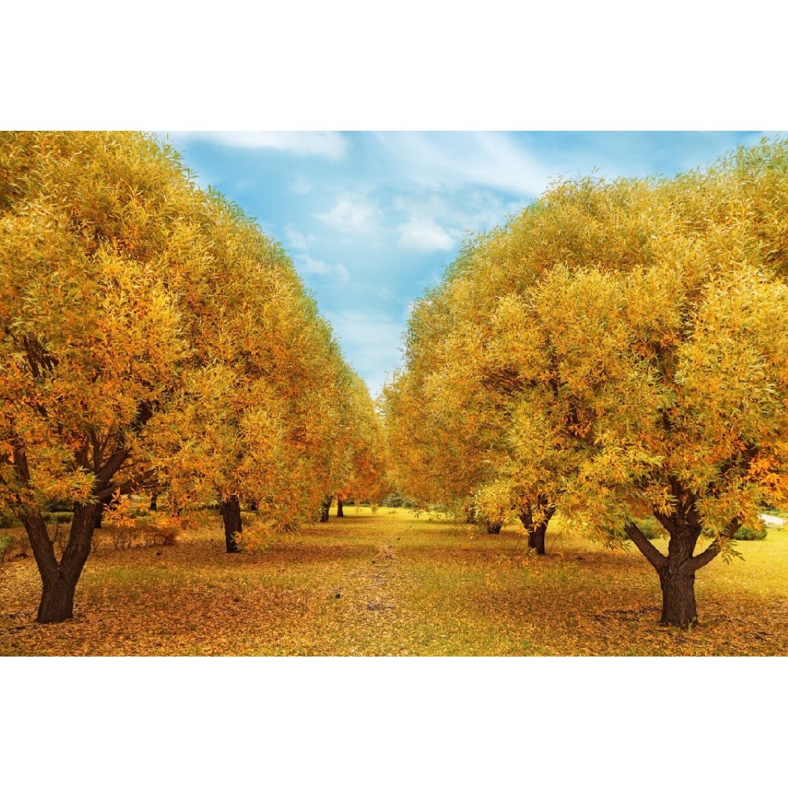 Tablou canvas Padure49, 105 x 70 cm