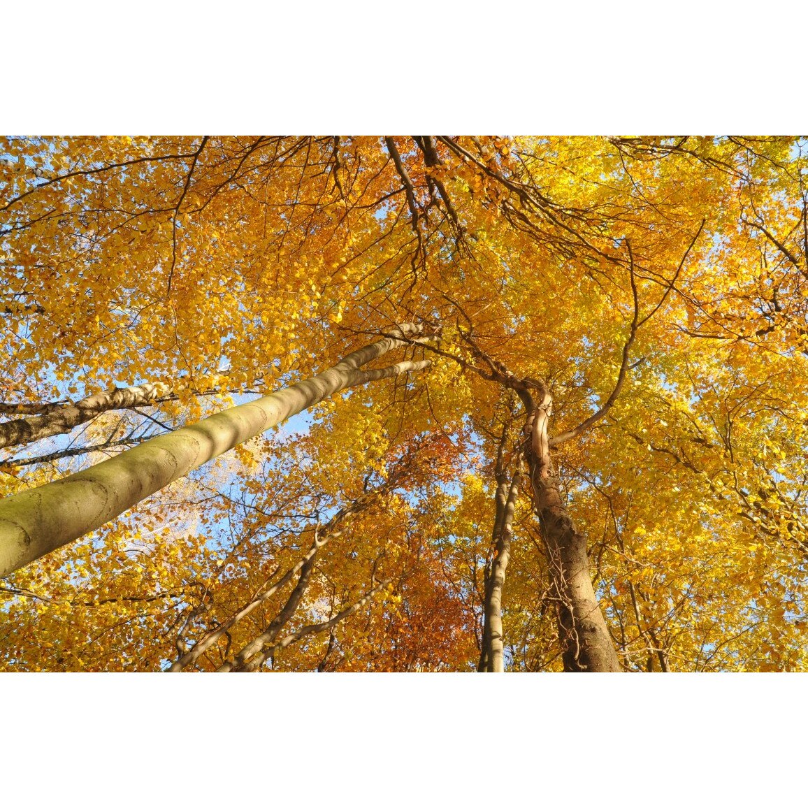 Tablou canvas Padure24, 60 x 40 cm