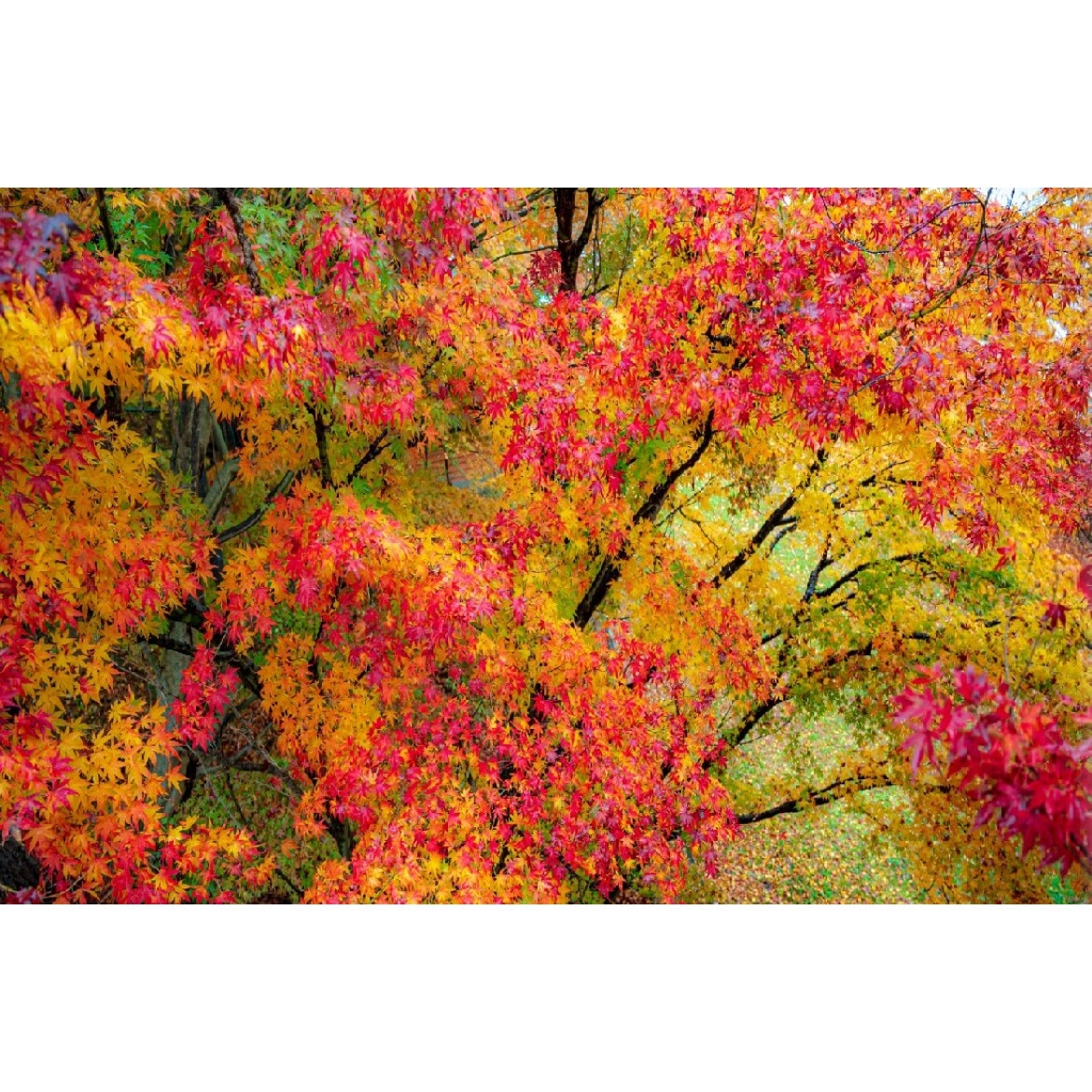 Tablou canvas Padure47, 60 x 40 cm