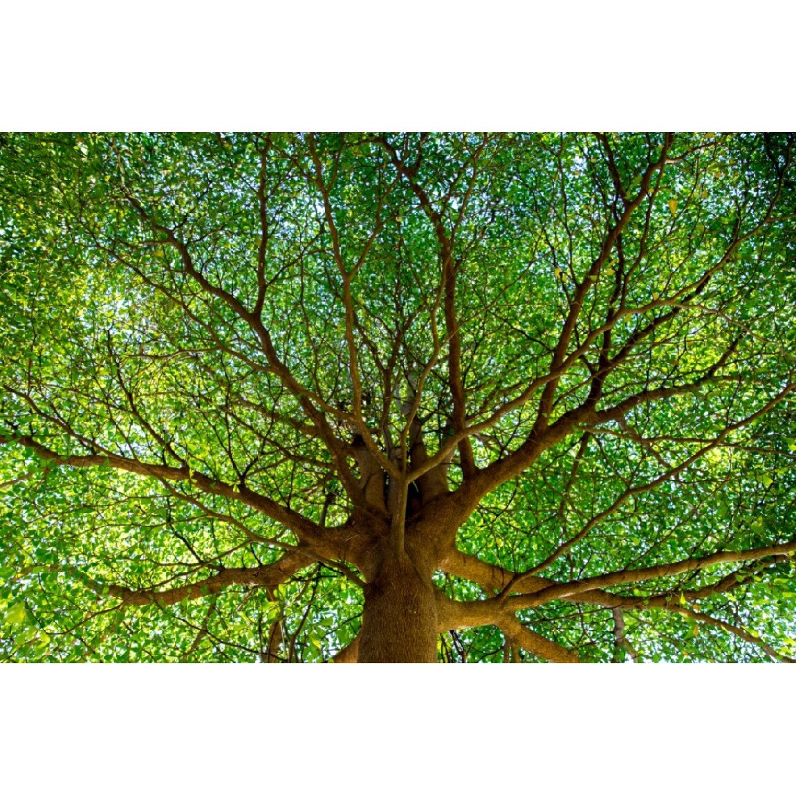 Tablou canvas Padure45, 75 x 50 cm