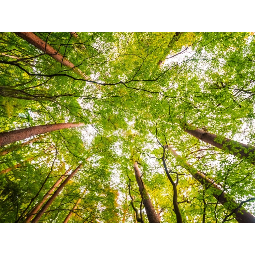 Tablou canvas Padure34, 75 x 50 cm