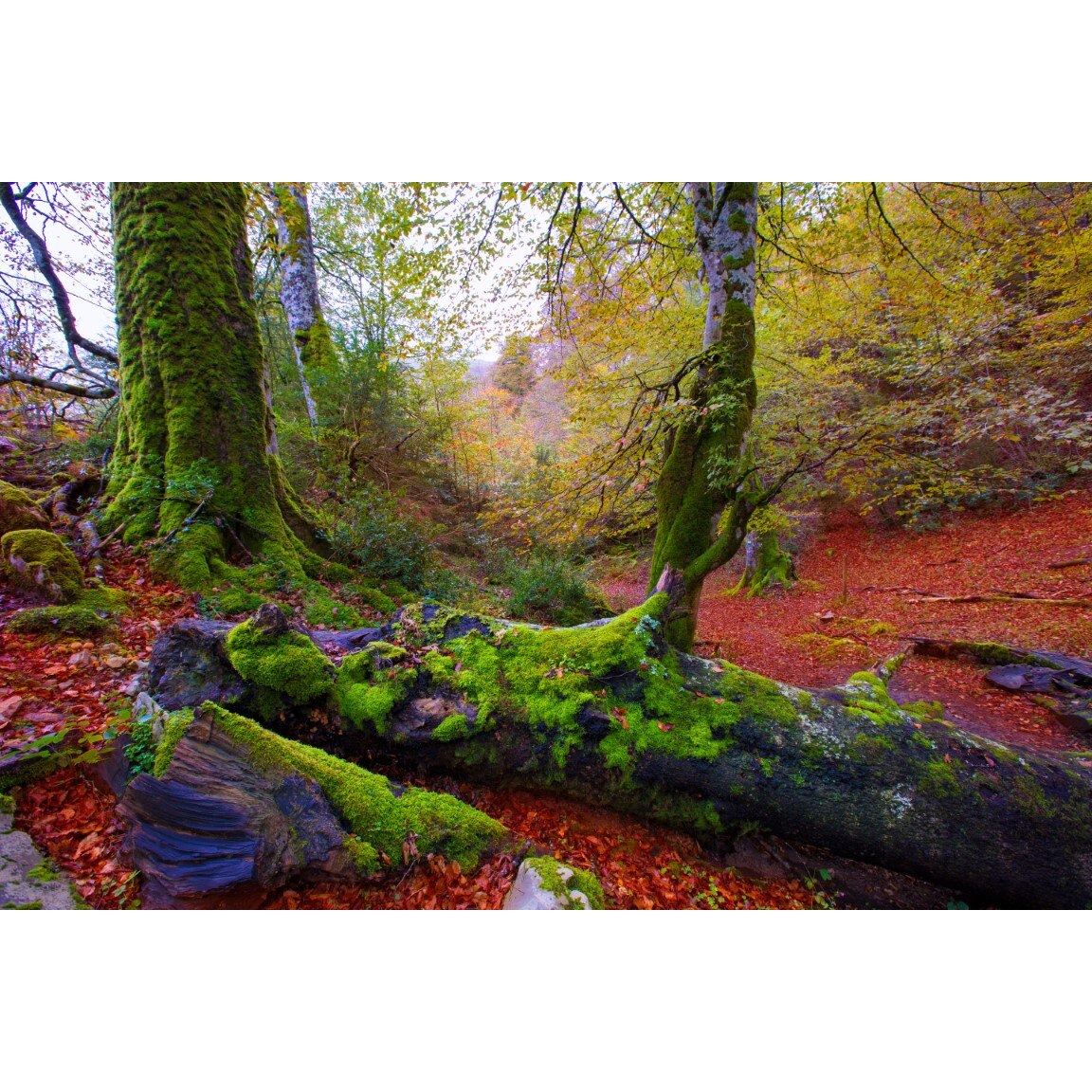 Tablou canvas Padure33, 105 x 70 cm