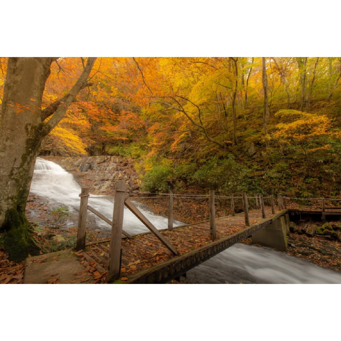 Tablou canvas Padure44, 75 x 50 cm