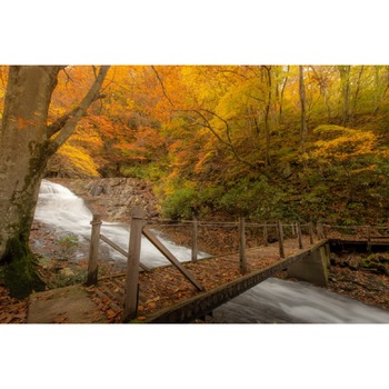 Tablou canvas Padure44, 75 x 50 cm Tablou canvas Padure44, 75 x 50 cm