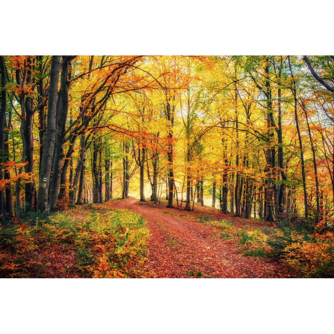 Tablou canvas Padure19, 90 x 60 cm