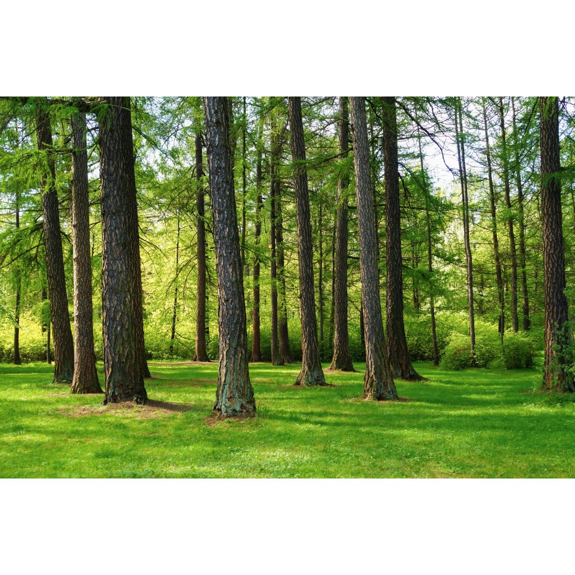 Tablou canvas Padure6, 60 x 40 cm