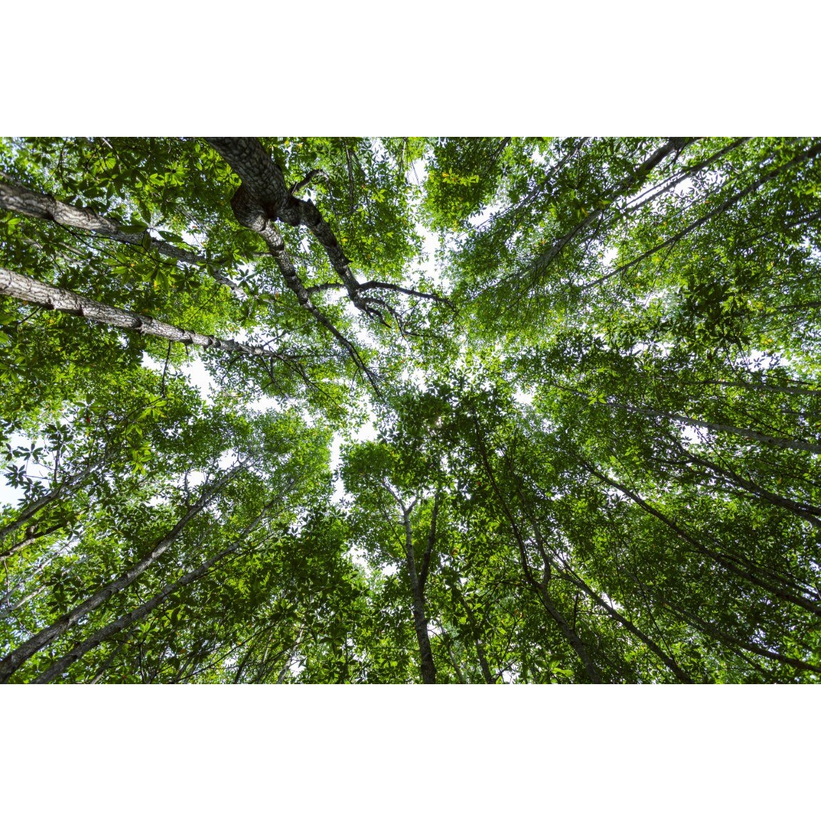 Tablou canvas Padure4, 60 x 40 cm