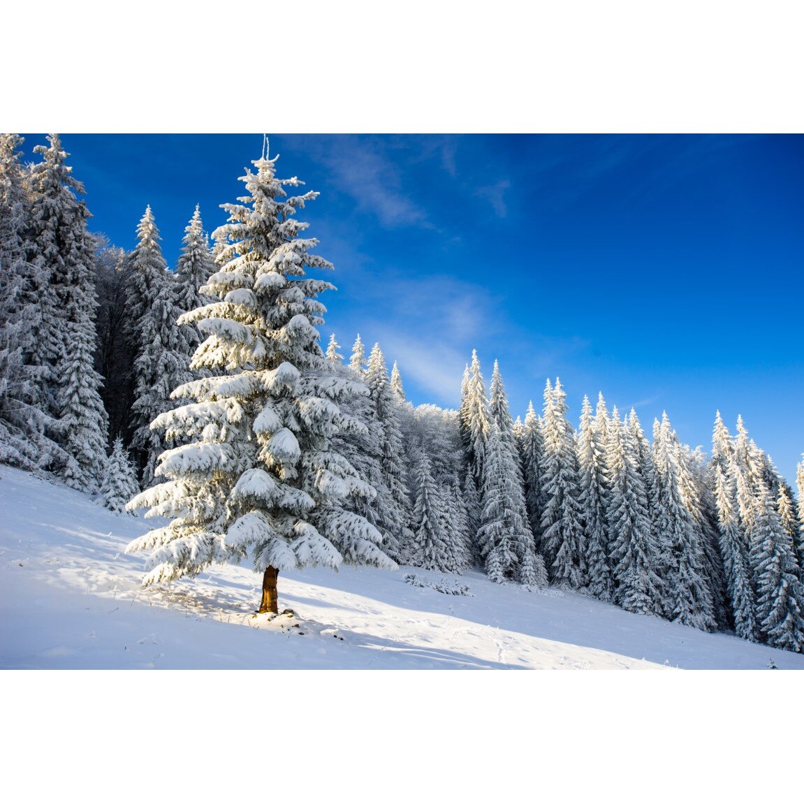 Tablou canvas Padure22, 105 x 70 cm