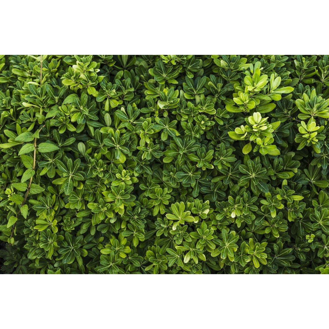 Tablou canvas Padure36, 75 x 50 cm