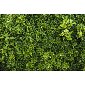 Autocolant Padure36, 220 x 135 cm Autocolant Padure36, 220 x 135 cm