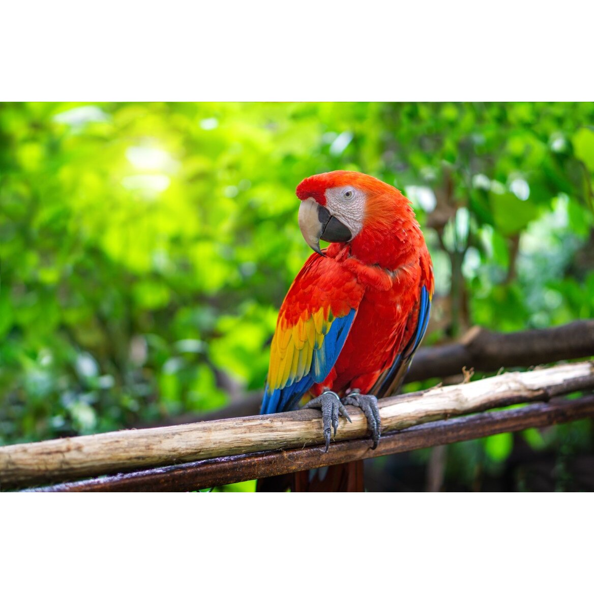 Tablou canvas Pasari4, 75 x 50 cm