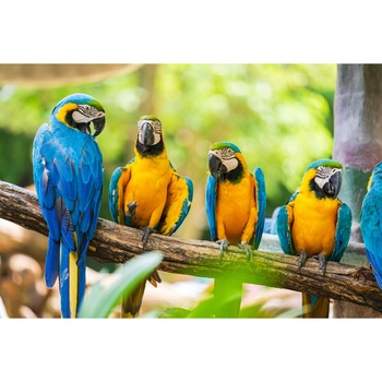 Autocolant Pasari7, 220 x 135 cm Autocolant Pasari7, 220 x 135 cm