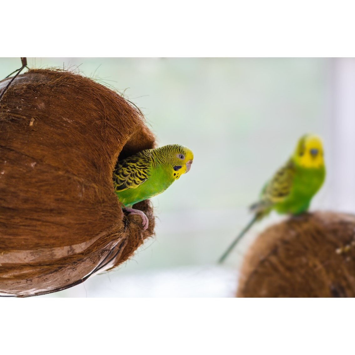 Tablou canvas Pasari6, 75 x 50 cm