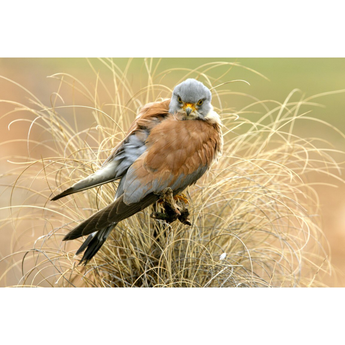 Tablou canvas Pasari5, 105 x 70 cm