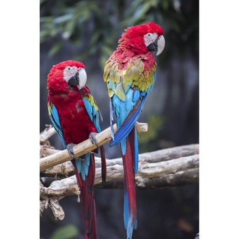 Tablou canvas Pasari9, 50 x 75 cm Tablou canvas Pasari9, 50 x 75 cm