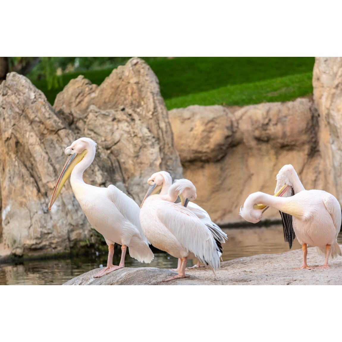 Tablou canvas Pasari8, 75 x 50 cm