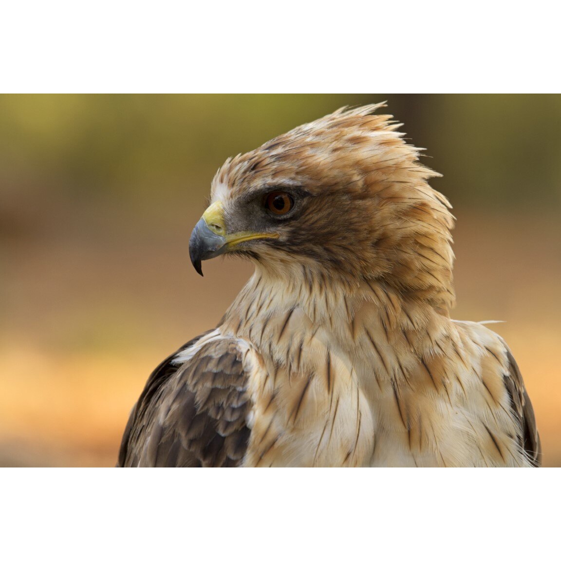 Tablou canvas Pasari1, 105 x 70 cm