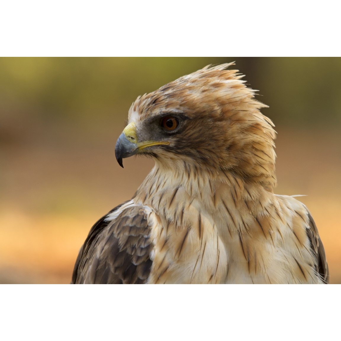 Tablou canvas Pasari1, 60 x 40 cm