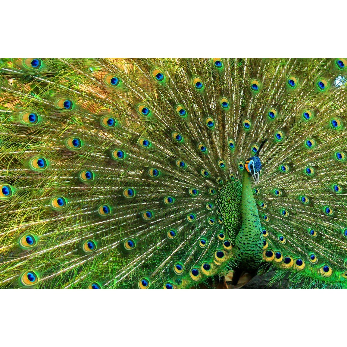 Tablou canvas Pasari2, 75 x 50 cm