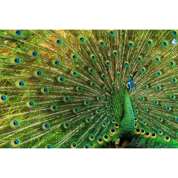 Tablou canvas Pasari2, 105 x 70 cm Tablou canvas Pasari2, 105 x 70 cm