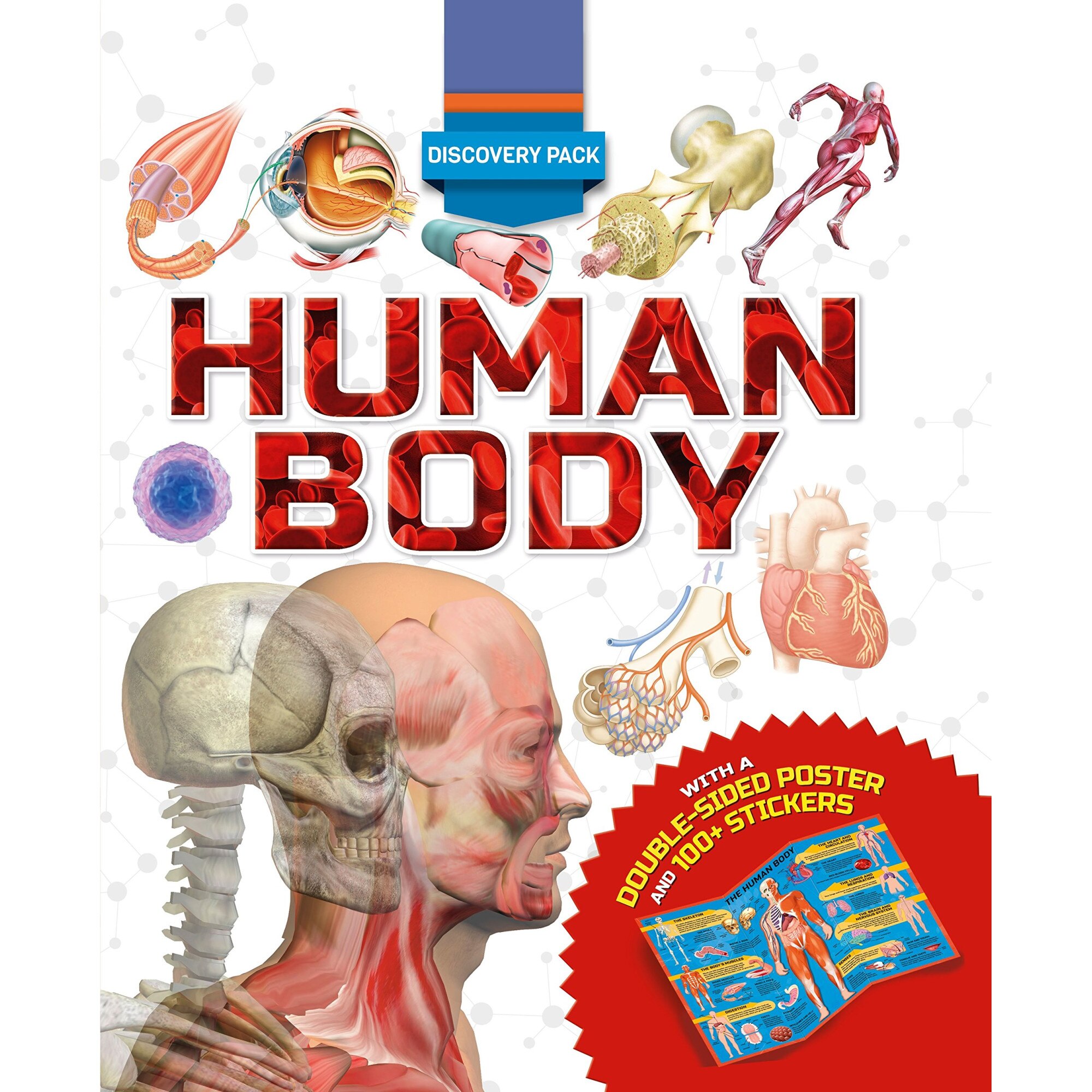 Discovery Pack: Human Body - Clare Hibbert