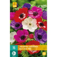 bulbi anemone de caen mix holland 15 buc imagen 6_0_
0
