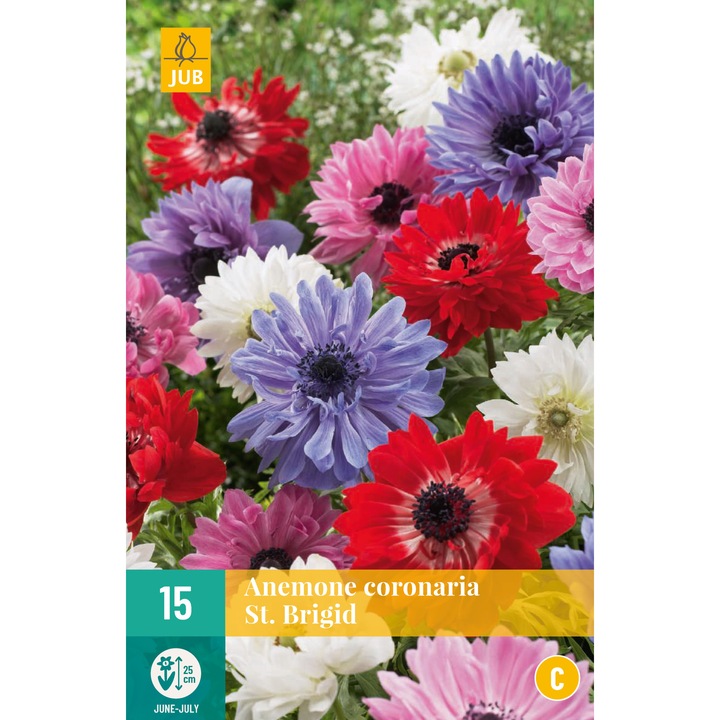 Bulbi Anemone St. Brigid Mix, Holland, 15 buc
