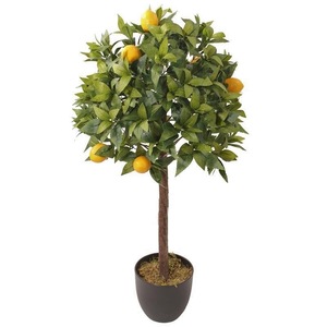 Cauți Lamai In Ghiveci Alege Din Oferta Emag Ro