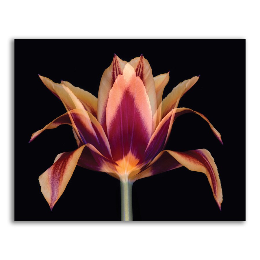 Tablou Canvas - Floare portocaliu, Primavara, 80 x 100 cm