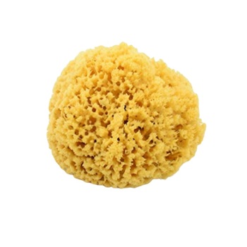 Burete Natural din Caraibe 12-14 cm Burete Natural din Caraibe 12-14 cm