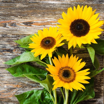 Panou decorativ din sticla securizata 6mm pentru bucatarie, protectie aragaz, antistropire, Print UV, octopus, imprimata Multicolor, 600mmx600mm oct139-60x60 Panou decorativ din sticla securizata 6mm pentru bucatarie, protectie aragaz, antistropire, Print UV, octopus, imprimata Multicolor, 600mmx600mm oct139-60x60