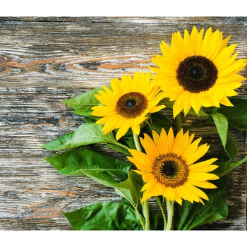 Panou decorativ din sticla securizata 6mm pentru bucatarie, protectie aragaz, antistropire, Print UV, octopus, imprimata Multicolor, 750mmx650mm oct139-75x65 Panou decorativ din sticla securizata 6mm pentru bucatarie, protectie aragaz, antistropire, Print UV, octopus, imprimata Multicolor, 750mmx650mm oct139-75x65