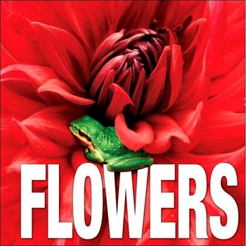 Flowers - Valeria Manferto De Fabianis Flowers - Valeria Manferto De Fabianis