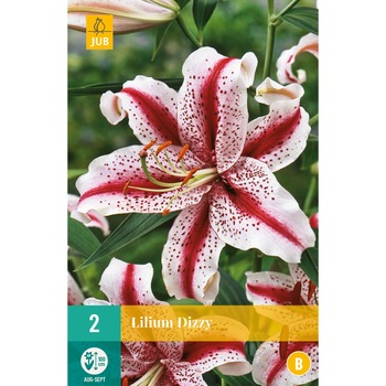 Bulbi Crini Orientali Dizzy, Holland, 2 buc Bulbi Crini Orientali Dizzy, Holland, 2 buc