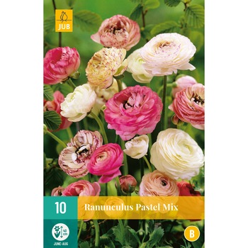 Bulbi Ranunculus Pastel Mix, Holand, 10 buc Bulbi Ranunculus Pastel Mix, Holand, 10 buc