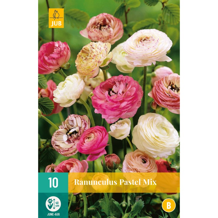 Hollandica Boglárka Ranunculus Pastel Mix virághagymák, 10 darab