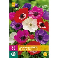 bulbi anemone coronaria de caen holland 30 buc imagen 5_0_
0