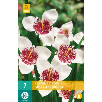 Bulbi Tigridia Pavonia Alba Grandiflora, Holland, 7 buc Bulbi Tigridia Pavonia Alba Grandiflora, Holland, 7 buc