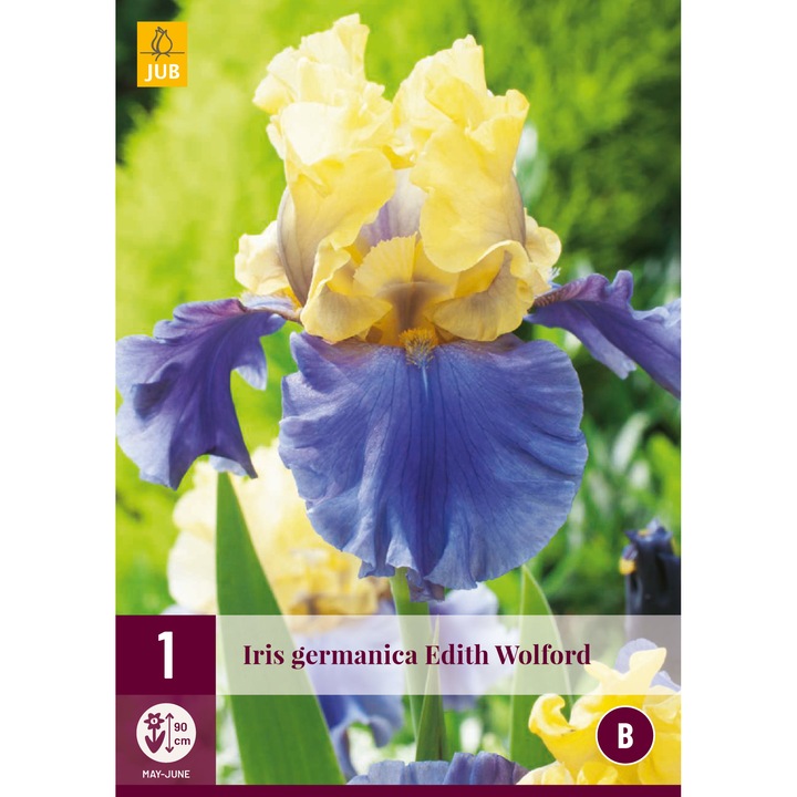 Rizomi de radacina Iris Germanica Edith Wolford, Holland, 1 buc