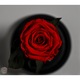 Trandafir criogenat in cupola de sticla 17 cm pe blat din lemn natural negru, Rosu, Star Decor