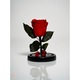 Trandafir criogenat in cupola de sticla 17 cm pe blat din lemn natural negru, Rosu, Star Decor