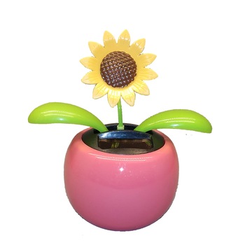 Floare solara Floare solara