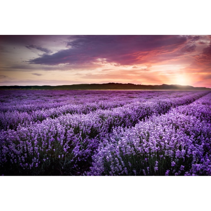 Fototapet de perete autoadeziv si lavabil Lavanda4, 350 x 200 cm